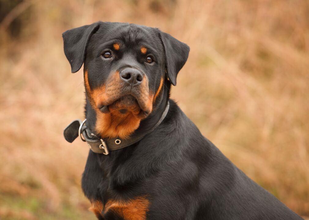#9. Rottweiler